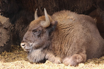 bison