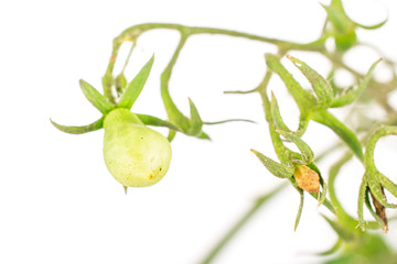 Obraz premium One whole fresh yellow pear tomato isolated on white background