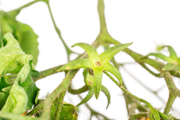 Obraz premium One piece of fresh yellow pear tomato isolated on white background