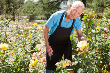 Man cutting with scissors roses bushes