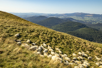 Fototapeta na wymiar Troupeau de moutons broutants sur le Puy-de-Dôme en Auvergne