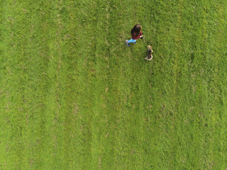 Aerial top view. Yong girl with her small terrier in a field, Copy space.