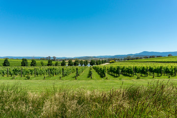 Green Vineyard Rows Landscape.