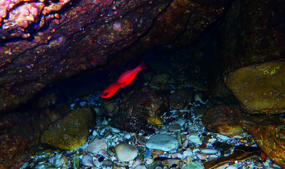 Apogon imberbis - Mediterranean Cardinalfish, King of the Mullets