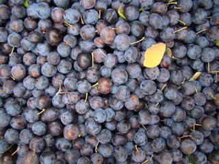  plum background