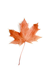 Autumn maple leaf on a white background. Minimal concept. Flat lay. Top view.