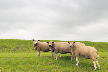 Naklejka na ściany i meble Three curiously looking sheep