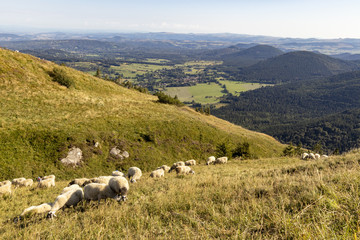 Troupeau de moutons broutants sur le Puy-de-D&ocirc;me en Auvergne
