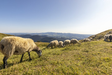 Troupeau de moutons broutants sur le Puy-de-Dôme en Auvergne