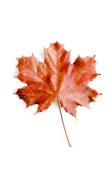 Fototapeta premium Autumn maple leaf on a white background. Minimal concept. Flat lay. Top view.