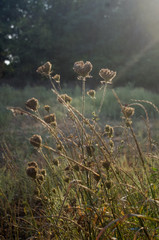 grass and flowers