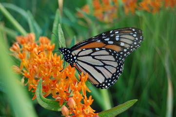 monarch butterfly
