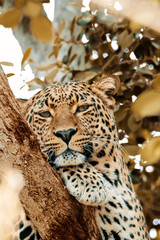 Leopard in a tree