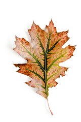 Naklejka na ściany i meble Autumn oak leaf on a white background. Minimal concept. Flat lay. Top view.