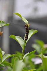 Colorful caterpillar