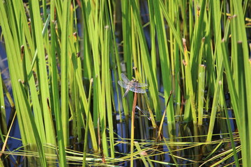 Dragon fly on reeds © Gabi