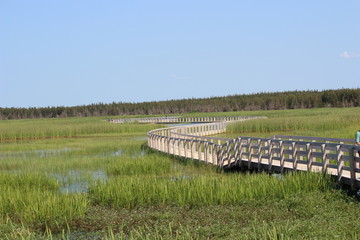 Board walk trough reeds