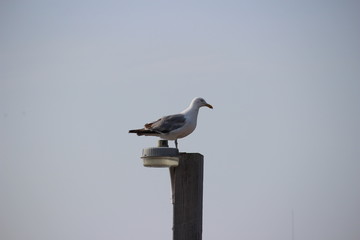 Seagull on lamp post