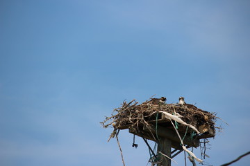 Hawk nest on power pole