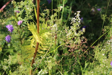 Dragon fly with wild flower