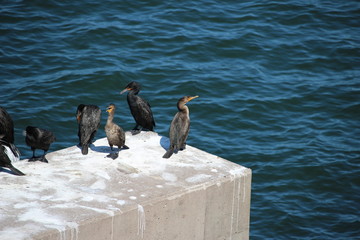 Double crested cormorants on pier