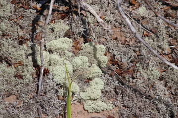 Lichen on dry ground