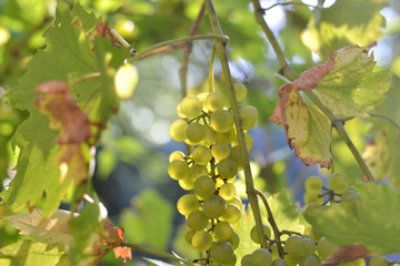 Bunch of white grapes on a sunny autumn day. The rays of the sun shine through the leaves on the grapes