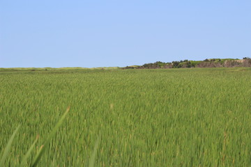 Wide field of reeds with blue sky