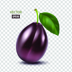 Fresh plum with a leaf isolated on transparent background. Fruit, healthy food, dessert. 3D effect. Vector illustration. EPS10