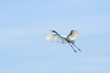 Great Egret photographed in Vila Velha, Espirito Santo. Southeast of Brazil. Atlantic Forest Biome. Picture made in 2009.