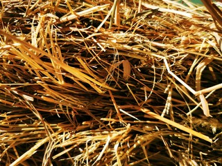 Texture of the Hay Straw, grass. Close-up photo