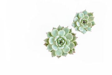 pattern of green succulents isolated on white background. Flat lay, top view.