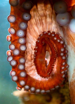 Deep Sea Creature Octopus Tenticle Suctions To Glass