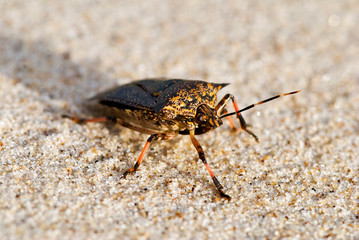 Assassin bug photographed in Itaunas, Espirito Santo. Southeast of Brazil. Atlantic Forest Biome. Picture made in 2009.