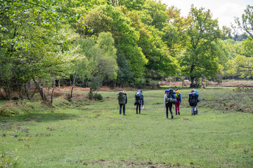 Fototapeta premium New Forest woodland in Hampshire England