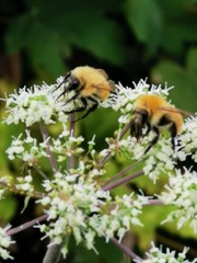 api su fiori di sambuco mentre impollinano