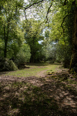 Obraz premium New Forest woodland in Hampshire England