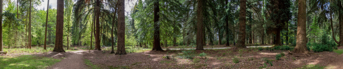 New Forest woodland in Hampshire England