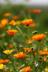 flowers in the garden