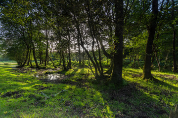 New Forest woodland in Hampshire England