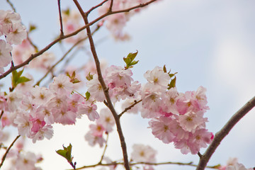 Kirschblüte im Frühling
