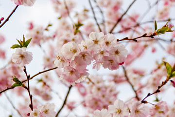 Kirschblüte im Frühling