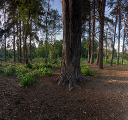 New Forest woodland in Hampshire England