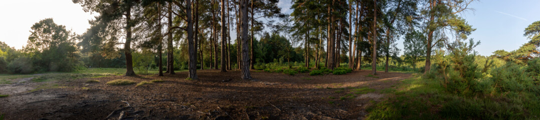 New Forest woodland in Hampshire England