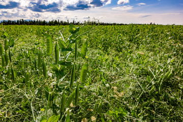 Green Peas Farm