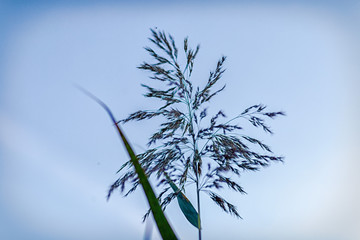 grass seeds taken on an autumn evening