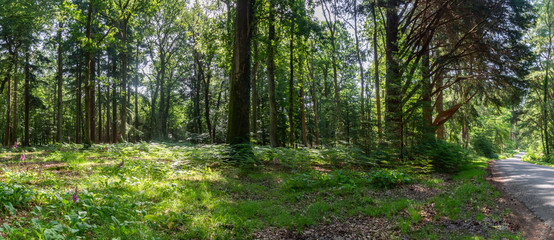 New Forest woodland in Hampshire England