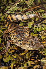 Broad snouted caiman photographed in Conceicao da Barra, Espirito Santo. Southeast of Brazil. Atlantic Forest Biome. Picture made in 2011.