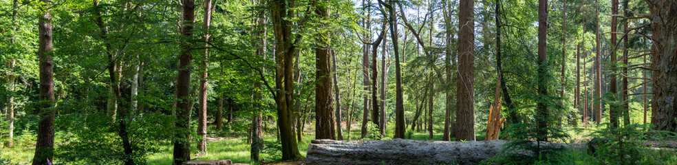 New Forest woodland in Hampshire England