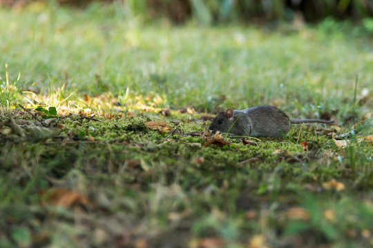 Ratte auf einer Wiese